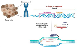 美国看病：有专家将双链 DNA 作为癌症治疗的目标