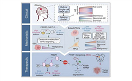 新的遗传机制可能成为抗胶质瘤的治疗靶点