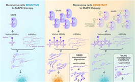 研究人员发现对有抵抗力的黑色素瘤的新治疗靶点